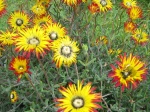 Drosanth�me, Drosanthemum micans