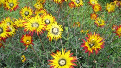 Drosanth�me (Drosanthemum micans) : la plante id�ale pour colorer talus et rocailles
