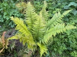 Foug�re de Wallich (Dryopteris wallichiana) : une foug�re majestueuse pour sublimer l'ombre