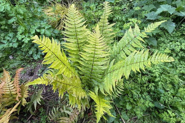 Foug�re de Wallich (Dryopteris wallichiana) : une foug�re majestueuse pour sublimer l'ombre