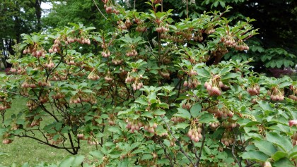 Androm�de campanul� (Enkianthus campanulatus) : une floraison raffin�e id�ale pour les massifs ombrag�s