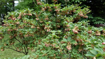Androm�de campanul� (Enkianthus campanulatus) : une floraison raffin�e id�ale pour les massifs ombrag�s