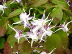�pim�de � grandes fleurs (Epimedium grandiflorum) : le couvre-sol id�al pour l'ombre