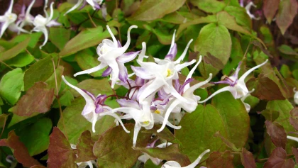 �pim�de � grandes fleurs (Epimedium grandiflorum) : le couvre-sol id�al pour l'ombre