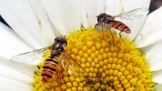 Syrphe ceintur� : l'alli� indispensable pour �liminer les pucerons au jardin