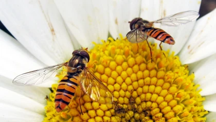 Syrphe ceintur� : l'alli� indispensable pour �liminer les pucerons au jardin