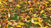 L'or brun du jardinier : ne jetez plus vos feuilles mortes !