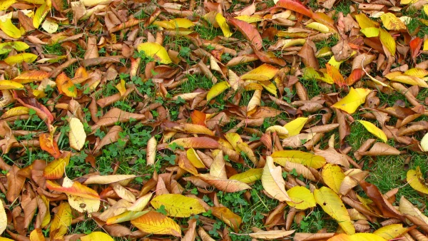 Les feuilles mortes recouvrent la pelouse � l'automne