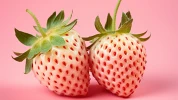Fraise Blanche : le go�t secret de l'ananas dans votre potager