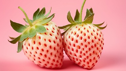 Fraise Blanche : le go�t secret de l'ananas dans votre potager