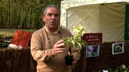 Hell�bores : guide des esp�ces, culture et entretien au jardin