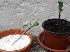 Hormones de bouturage : synth�se ou naturel, que choisir pour r�ussir vos plantes ?