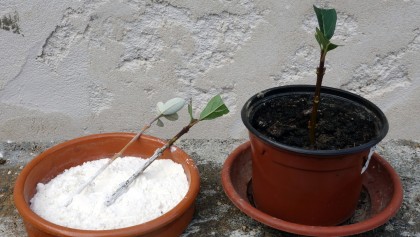 Hormones de bouturage : synth�se ou naturel, que choisir pour r�ussir vos plantes ?