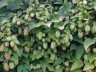 Houblon (Humulus lupulus) : une liane grimpante ornementale � croissance rapide
