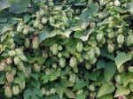 Houblon (Humulus lupulus) : une liane aromatique