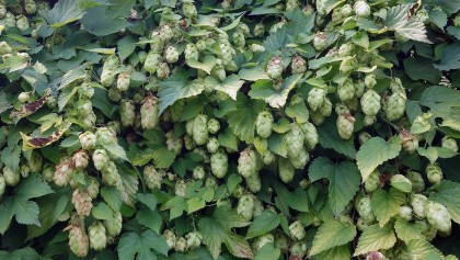 Houblon (Humulus lupulus) : une liane grimpante ornementale � croissance rapide