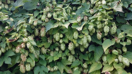 Houblon (Humulus lupulus) : une liane grimpante ornementale � croissance rapide