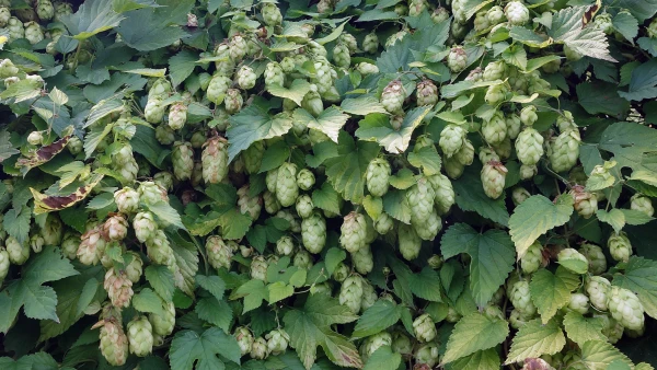 Houblon (Humulus lupulus) : une liane aromatique