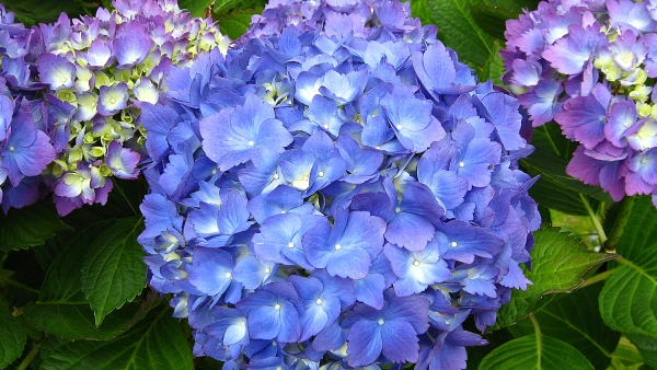 Un hortensia aux fleurs bien bleues