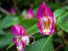 Impatiens � deux �perons,  Impatiens bicaudata 