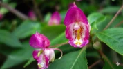 Impatiens � deux �perons (Impatiens bicaudata) : une balsamine originale aux fleurs spectaculaires