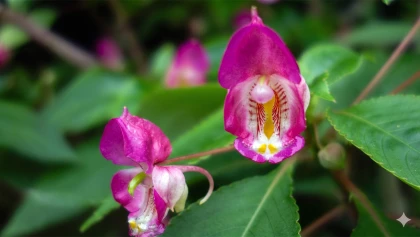 Impatiens � deux �perons (Impatiens bicaudata) : une balsamine originale aux fleurs spectaculaires