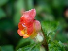 Balsamine campanul�e, Impatiens campanul�e,  Impatiens campanulata 