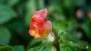 Balsamine campanul�e (Impatiens campanulata) : une impatiens rare aux fleurs d'orchid�e