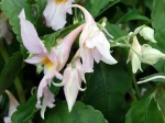 Impatiens qingchanganica 'Emei Dawn'