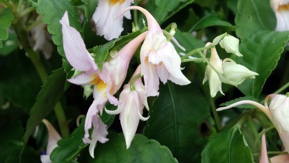 Balsamine tub�reuse de Chine (Impatiens qingchanganica) : un couvre-sol vivace � la floraison estivale
