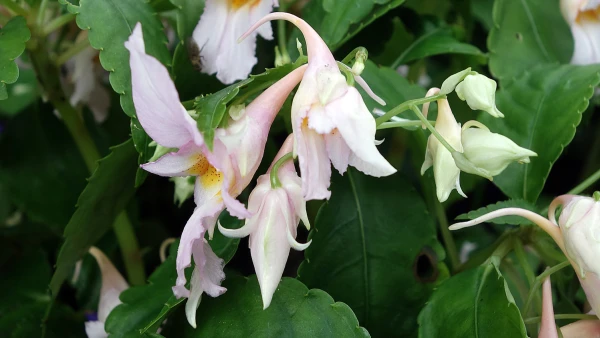 Impatiens qingchanganica 'Emei Dawn'