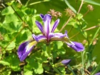 Iris de Virginie (Iris versicolor) : une plante de bassin aux fleurs violettes