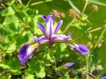Iris versicolore, Iris versicolor
