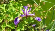 Iris de Virginie (Iris versicolor) : une plante de bassin aux fleurs violettes