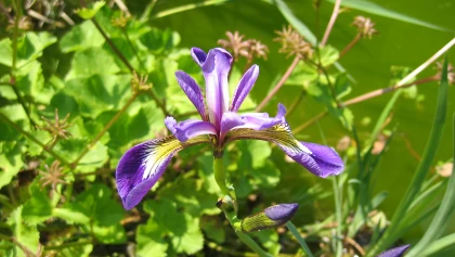 Iris de Virginie (Iris versicolor) : une plante de bassin aux fleurs violettes