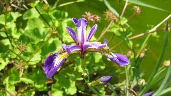 Iris versicolore, Iris versicolor