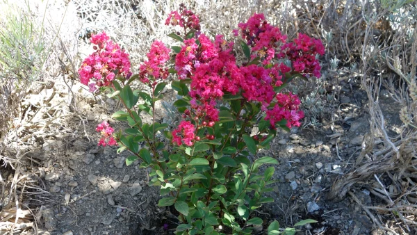 Plantation d'un lilas des Indes au milieu de lavandes en sol sec