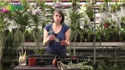 Laurence Chauvet : l'expertise et la passion des orchid�es � L'Orchidium