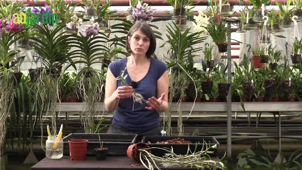 Laurence Chauvet : l'expertise et la passion des orchid�es