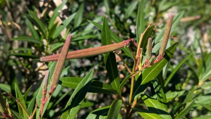 Laurier rose : faut-il tailler ou conserver les gousses apr�s la floraison ?