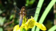La libellule : de la larve redoutable � l'insecte agile utile au jardin