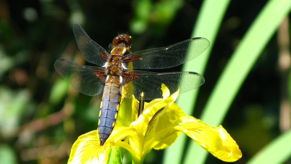 La libellule : de la larve redoutable � l'insecte agile utile au jardin