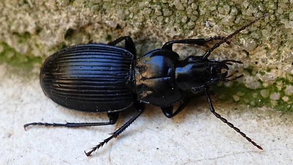 Limodromus assimilis, un carabe noir