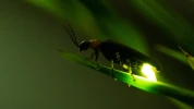 La luciole (Lampyridae) : un insecte alli� contre les limaces