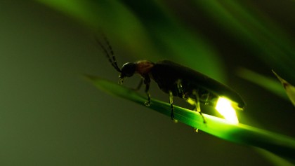 La luciole (Lampyridae) : un insecte alli� contre les limaces