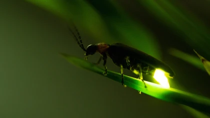 La luciole (Lampyridae) : un insecte alli� contre les limaces
