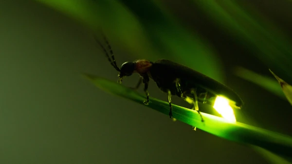 La luciole (Lampyridae)