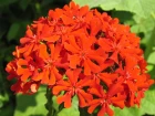 Croix de Malte (Lychnis chalcedonica) : une coquelourde ornementale pour structurer vos massifs