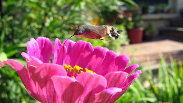 Un papillon, le Moro-sphinx sphinx colibri (Macroglossum stellatarum)