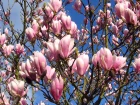 Magnolia : l'�l�gance des fleurs en tulipe ou en �toile